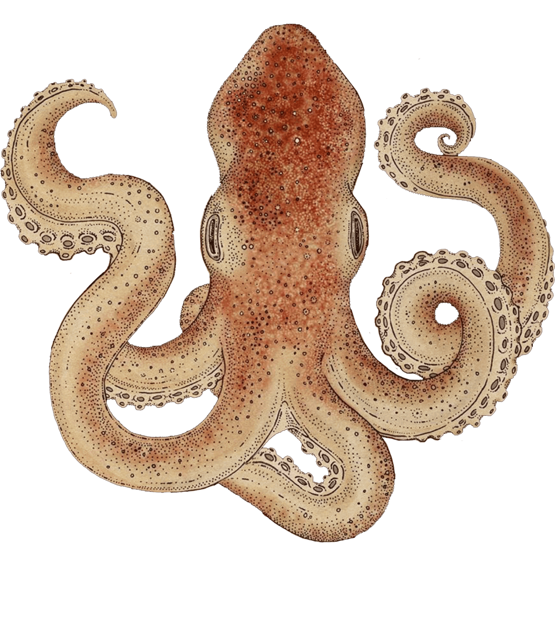 octopus tentacle five