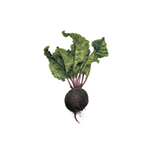 Fragrance Note: Beetroot accord