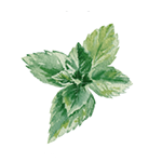 Fragrance Note: Mint