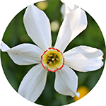 Fragrance Note: Narcissus