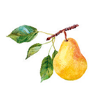 Fragrance Note: Pear
