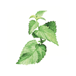Fragrance Note: Shiso Leaf
