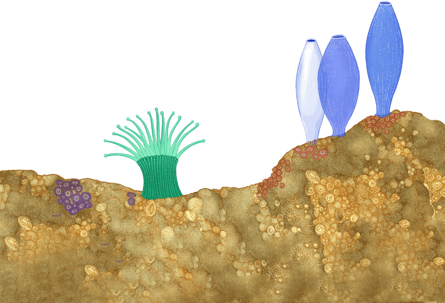 seabed with blue plant