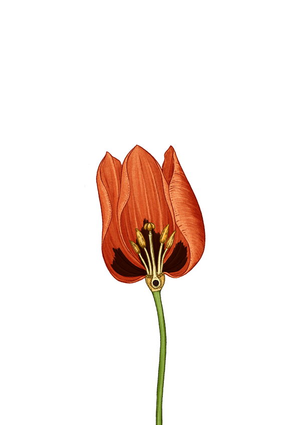 red flower stem
