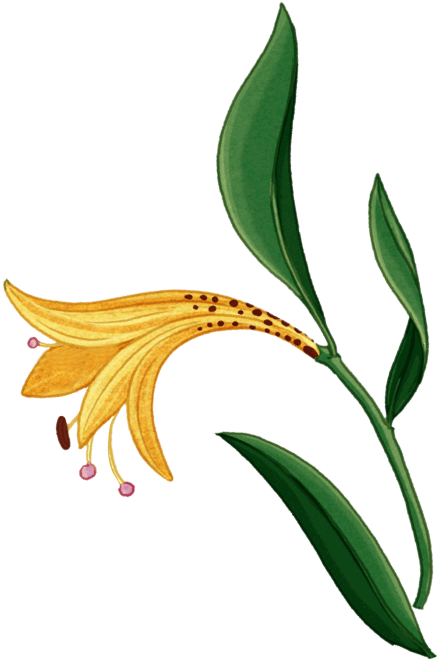 venenum lily